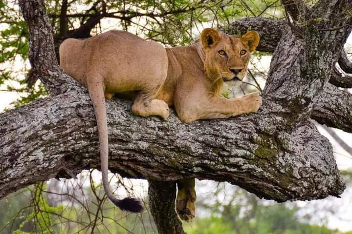 PROPOSED 07 DAYS AMAZING SAFARI to Bwindi Impenetrable