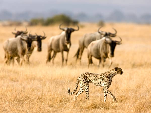 COMFIRMED 09 DAYS AMAZING SAFARI to Tanzania