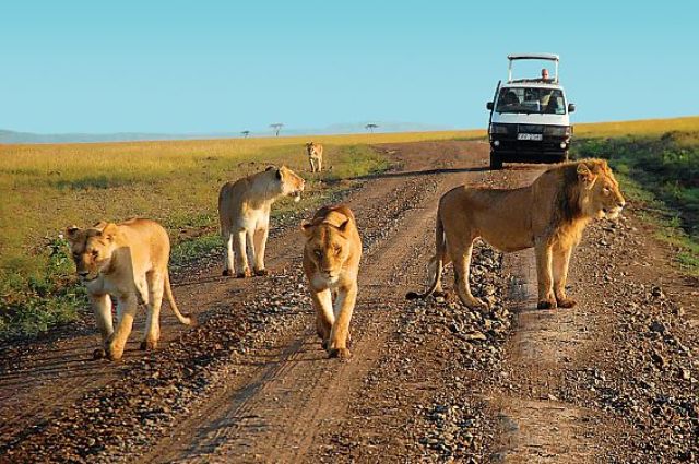 DAY 10-11: 00-00 NOV 24: DRIVE TO TSAVO WEST FOR ANOTHER WILDLIFE EXPERIENCE